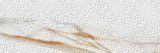 colorker Calacatta gold bellagio 39.6x119.2